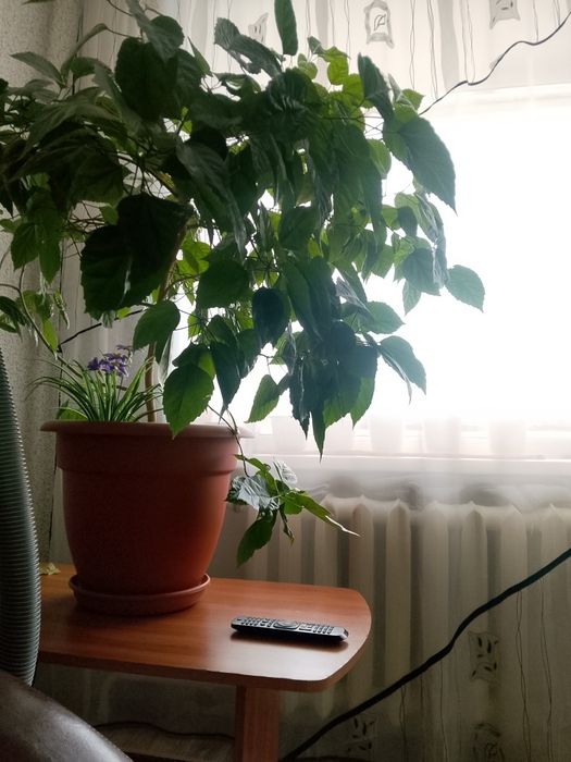 Большой растение Гибискус