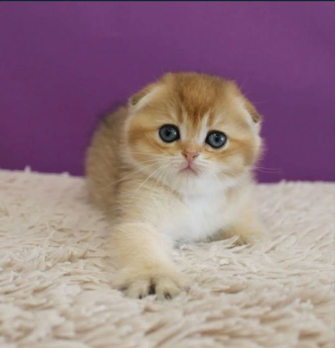 Продаются золотые скоттиш-фолды — два маленьких сокровища
