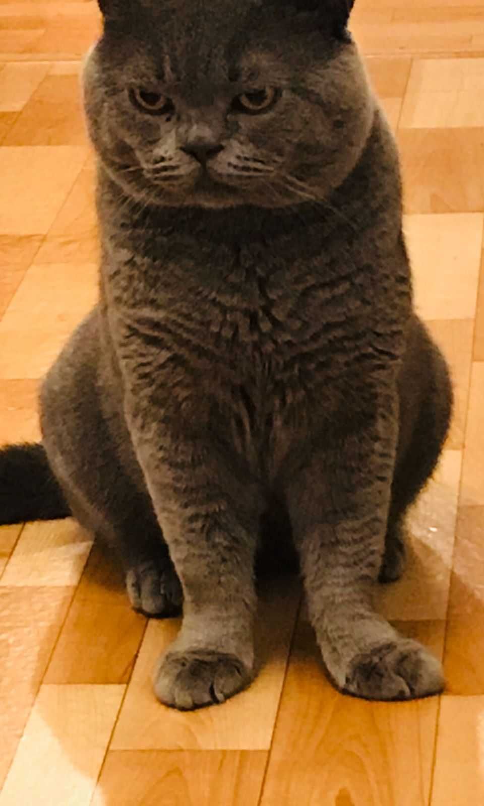 Продается котенок вислоухий(Скотишь фолд) ,серый,крупный.
