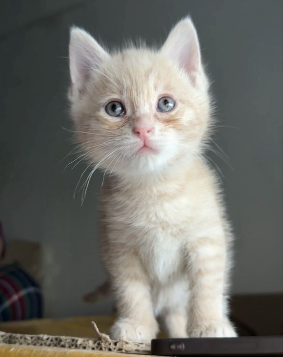 котенок ищет дом
