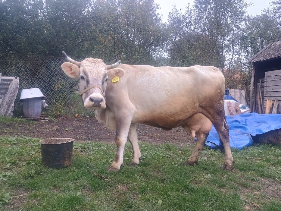 Vând o vaca bruna de Maramureș de 5 ani cu 17 litri de lapte la zi