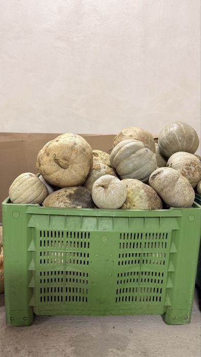 Dovleci – 3 lei/kg