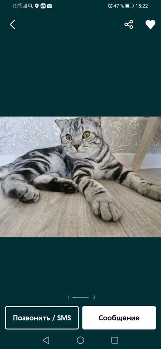 Продам очень красивого породистого кота.