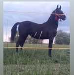 O mânză lipitana de vânzare