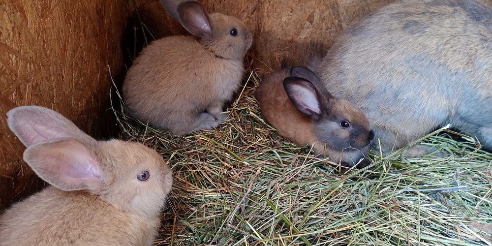 Vand iepuri rasa mixta