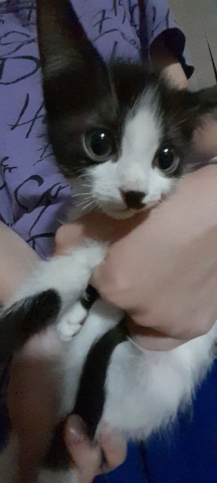 Котик  Скоттиш страйт бесплатно