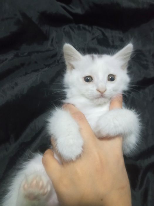 Juda ham shoʻx mushukcha