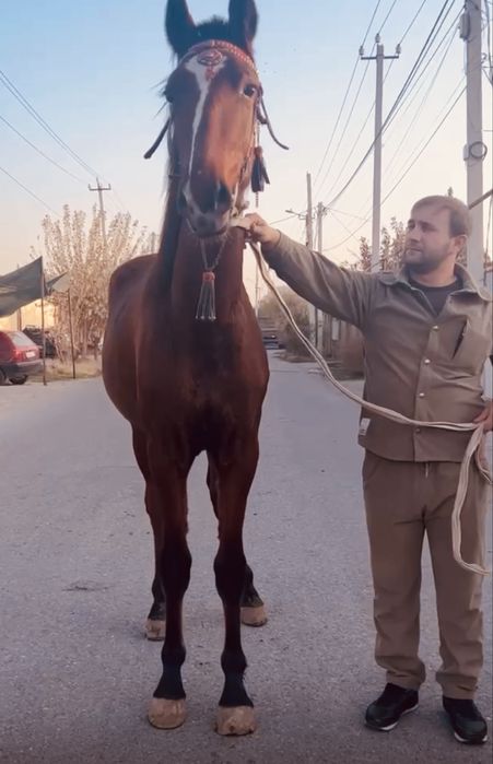 Продам жеребёнка арловской породы