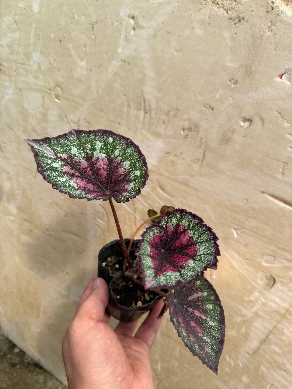 Karaleveskiy begonia detkalari