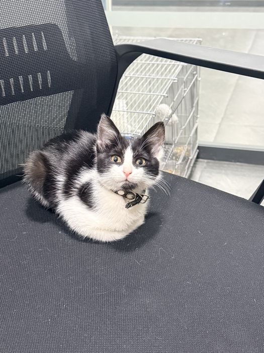 Отдам бесплатно в хорошие руки