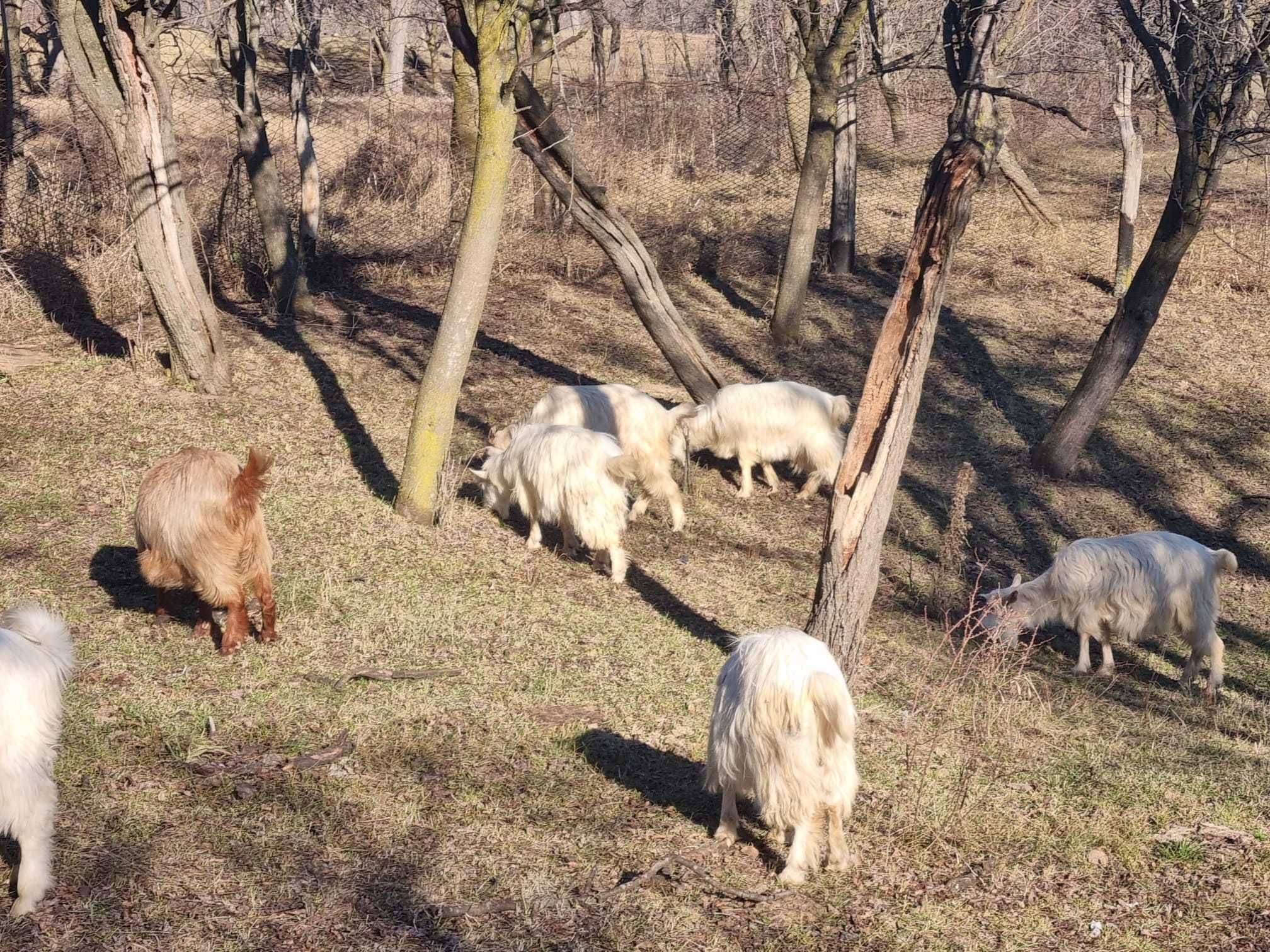 Vand Capre - Dumitresti, Vrancea