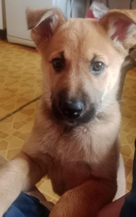 Отдам щеночков в хорошие руки