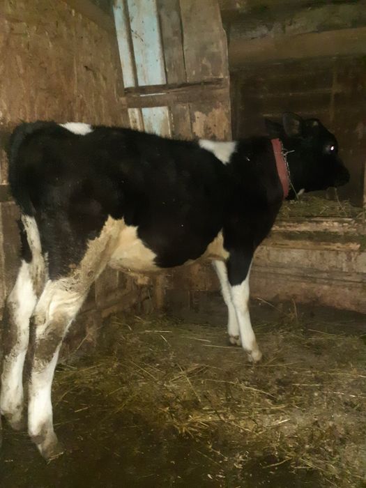 Vand vitel de 3 luni