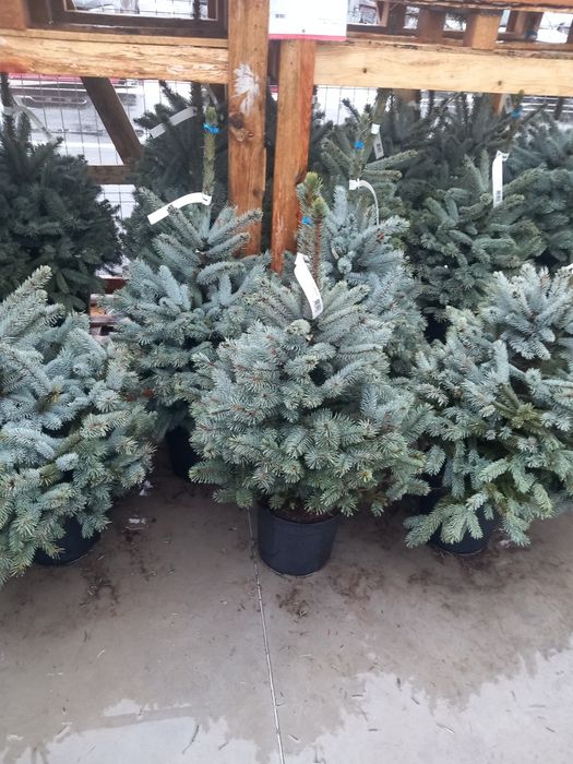 Vând brazi verzi la ghiveci  și  brazi arginti la ghiveci