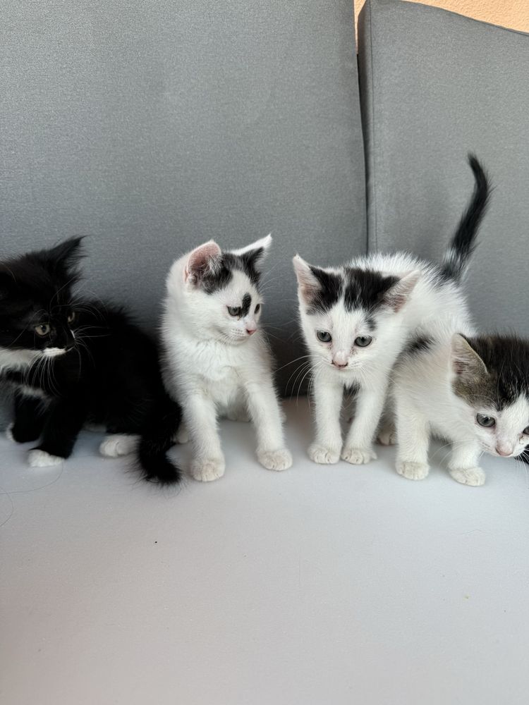 Doua pisici spre adoptie