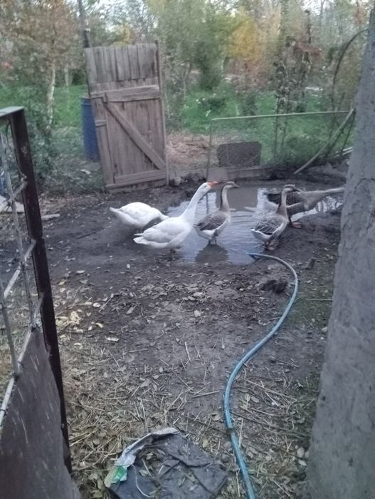 Гуси продам срочно