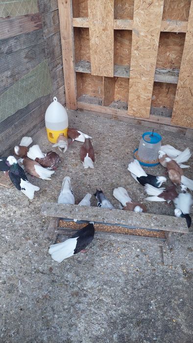 Продавам белослатински белоглави гълъби