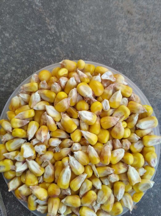 Porumb floarea soarelui pestriță pt papagali ovăz grau amestec cereale