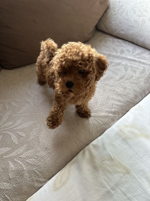 Продавам той пудел.