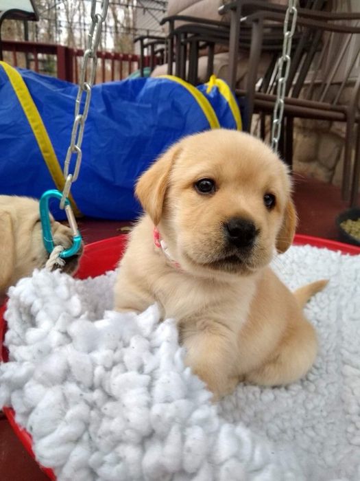 Labrador retriever femela cu pedigree tip A