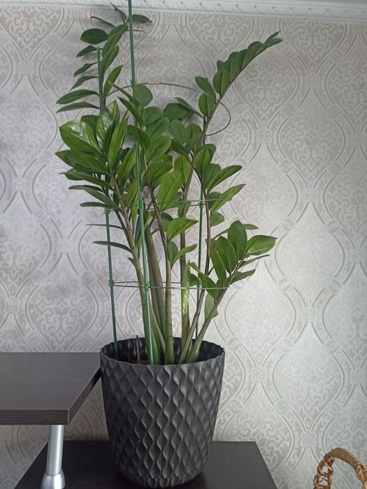Цветы комнатные, продаю