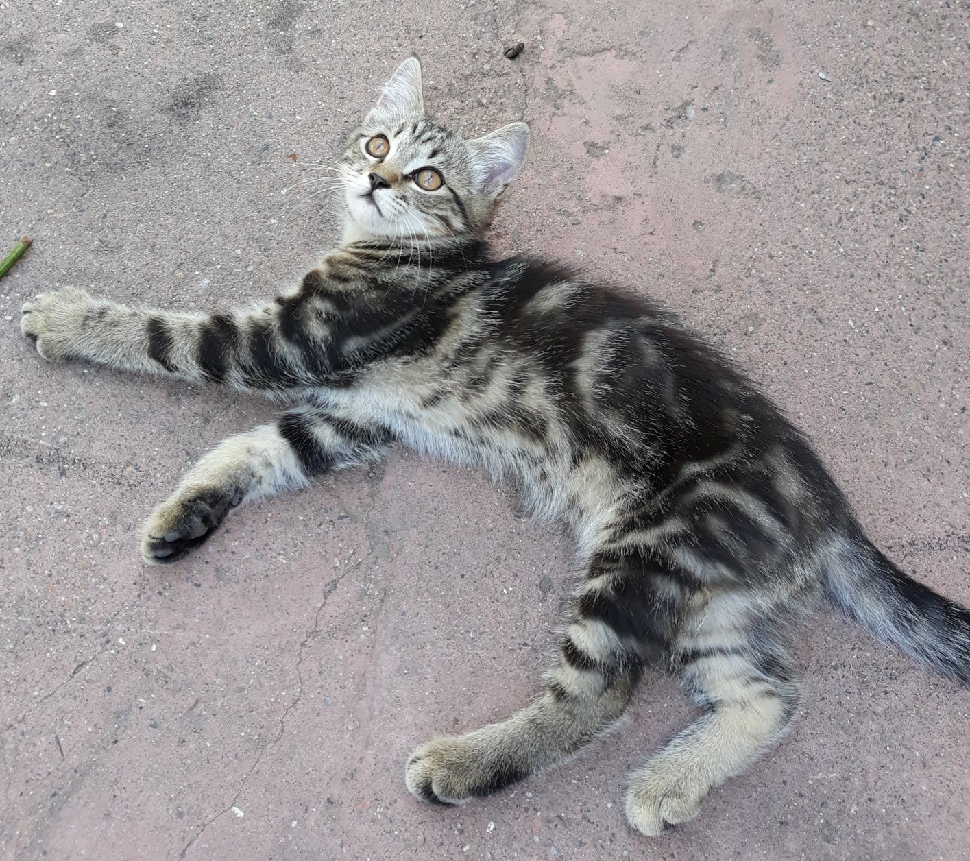 Отдам в частный дом доброму хозяину