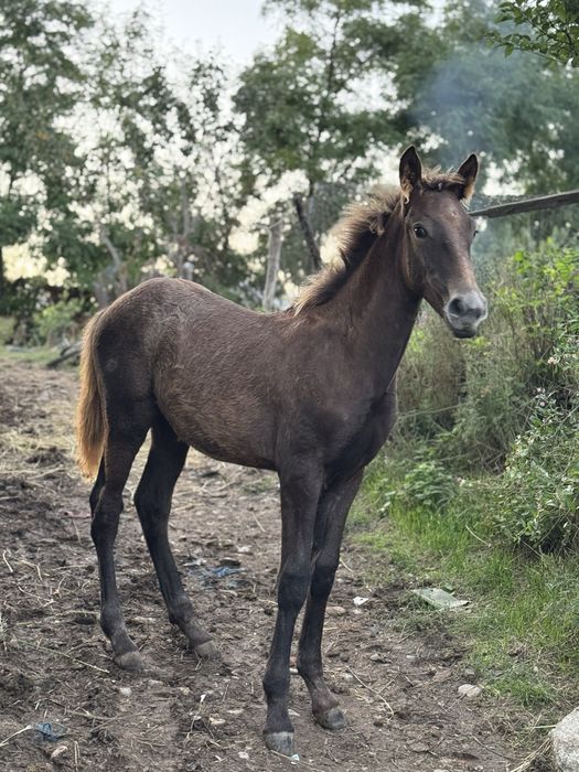 De vanzare ! Iapa lipițană cu tot cu mănză