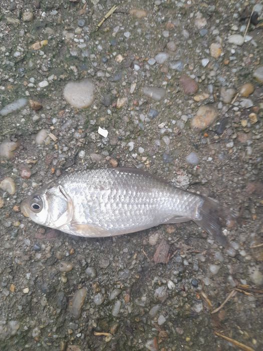 Carasi pentru somn,stiuca