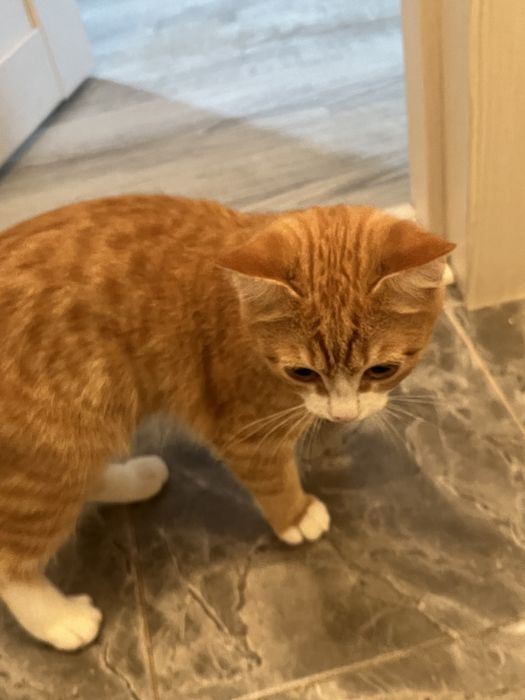 Отдам даром кот , латок все в подарок