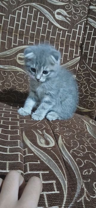 Срочно продам котят скоттиш фолд