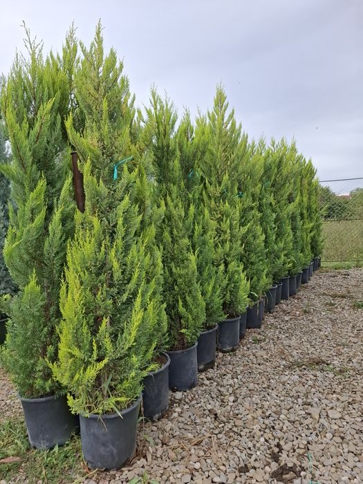 Brazi  și Leilandy  Potigrafu  Ofertă ofertă