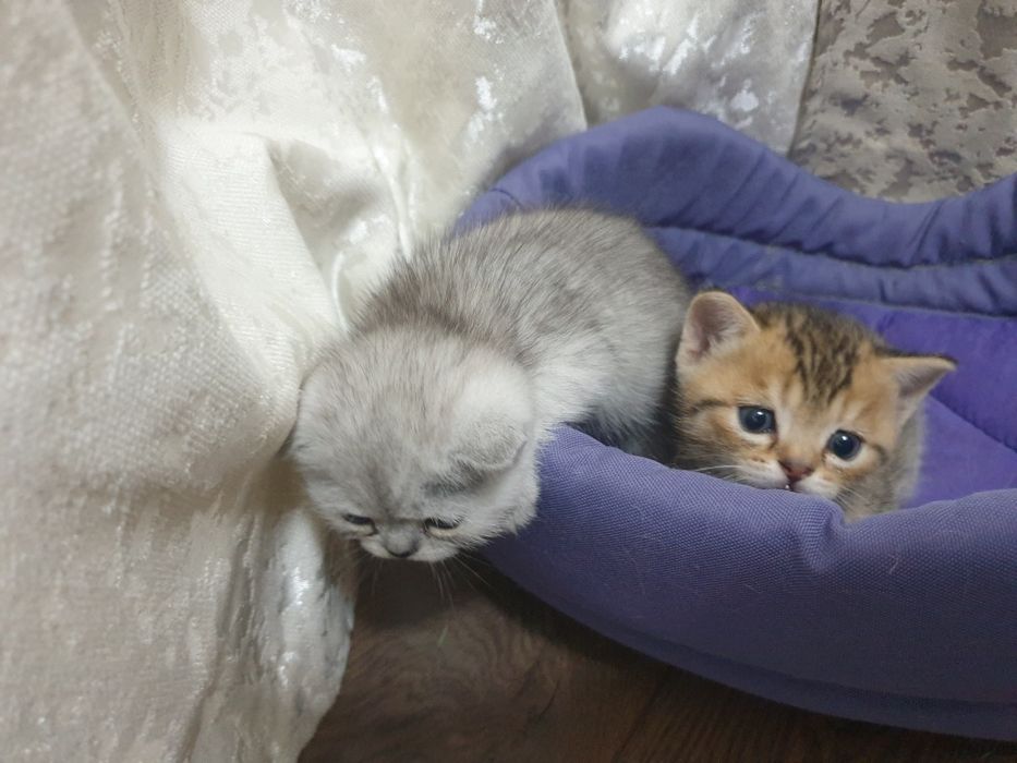 Продаются котята