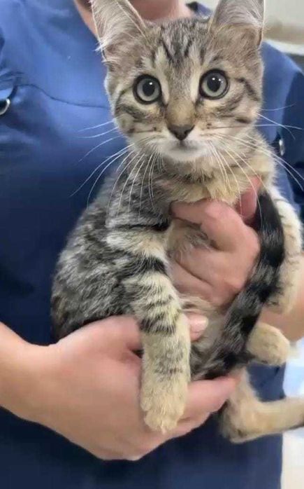 Котёнок в хорошие руки бесплатно