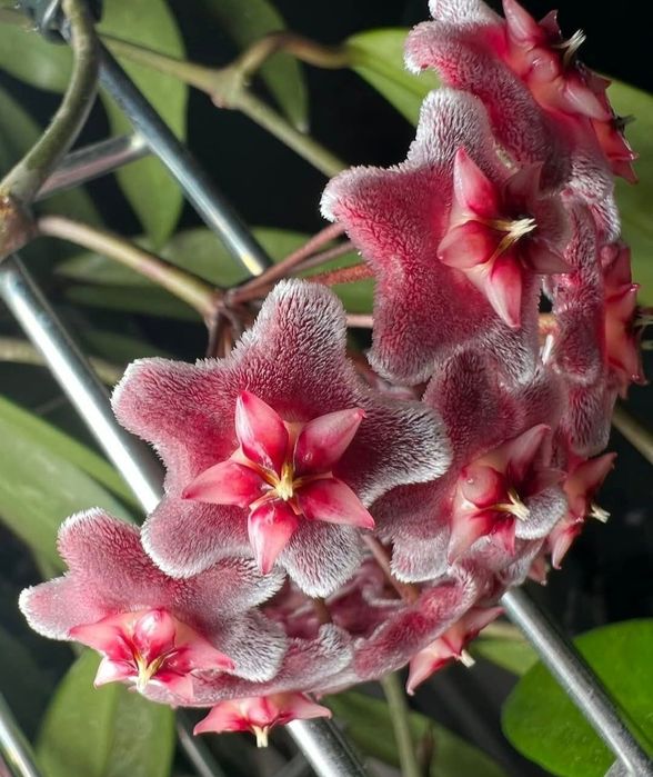 Flori, plante rare de Lacrima Maicii Domnului ( Hoya )