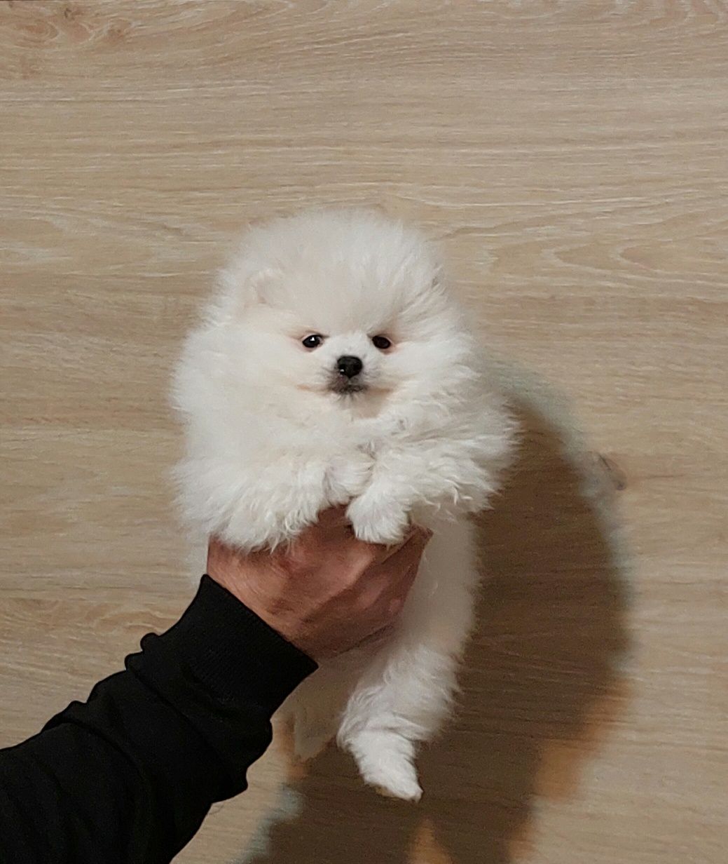 Pomeranian pui mascul