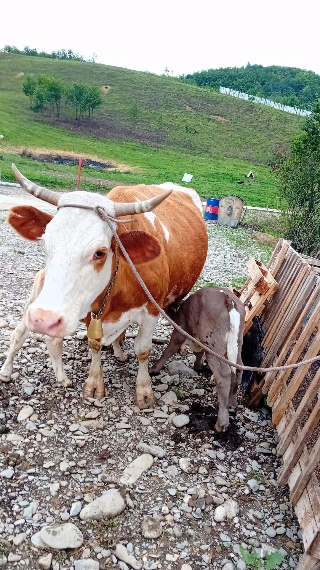 Vaci cu viței de vânzare
