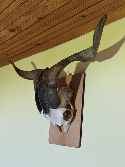 Череп с рога от козел