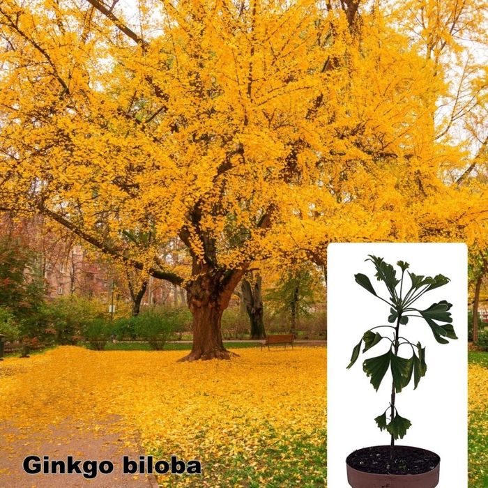 Pomi Ornamentali Ginkgo Biloba