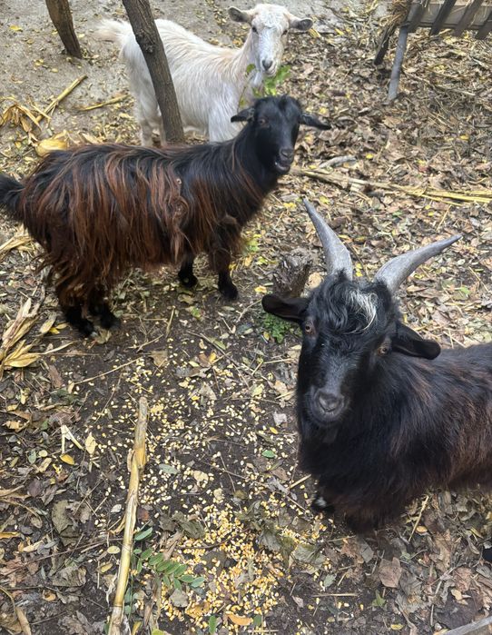 Vând 2 capre și un țap