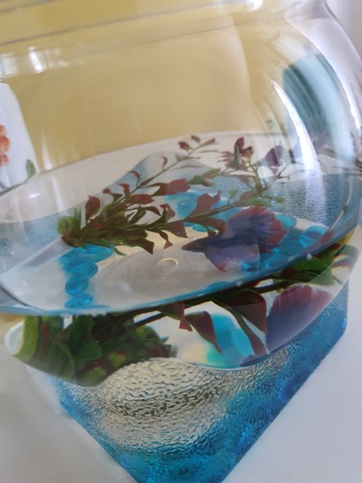 Acvariu ptr.pestisori Beta