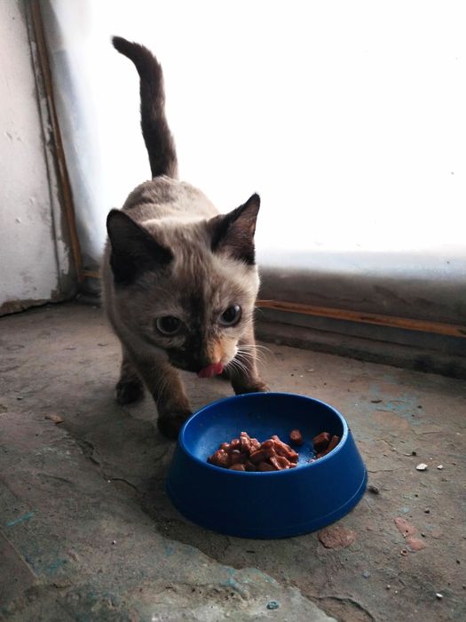 Красивый котенок ищет дом