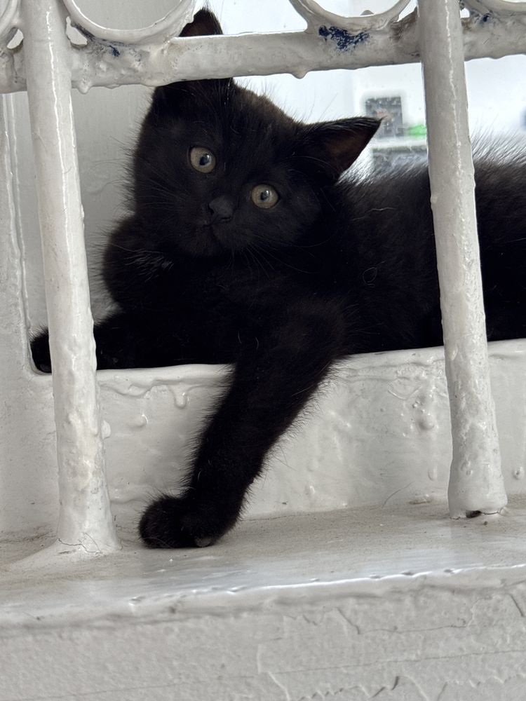 Котенок девочка, в хорошие руки, БЕСПЛАТНО