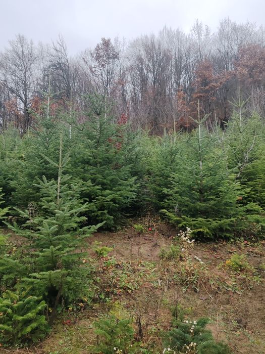 Brad de crăciun 45 lei