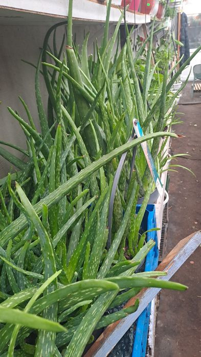 Aloe vera,2 soiuri