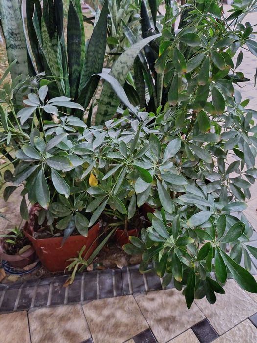 Tuvakda katta gullar donasi 60 mingdan