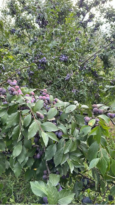 Prune pentru tuica sau consum