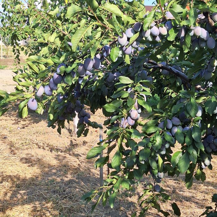Producator vând prune
