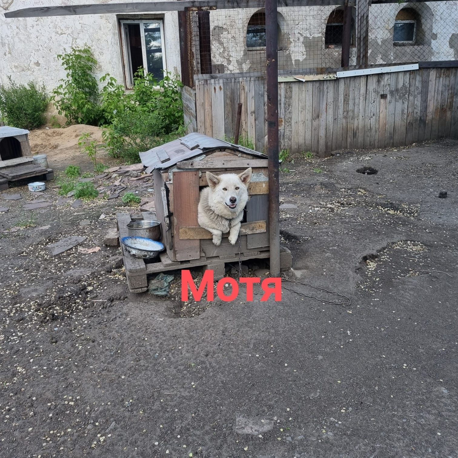 Дарю в добрые руки