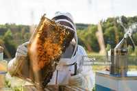 Готовый пчелиный бизнес