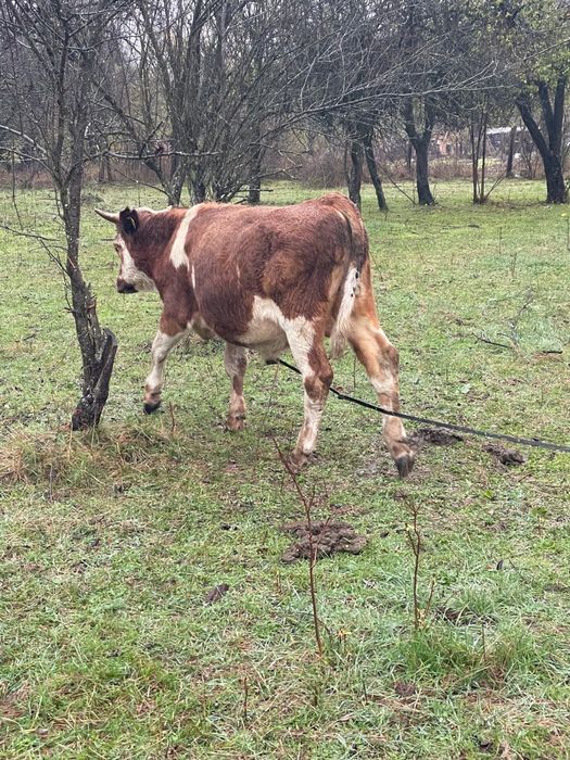 Vând tăuraș de 8 luni